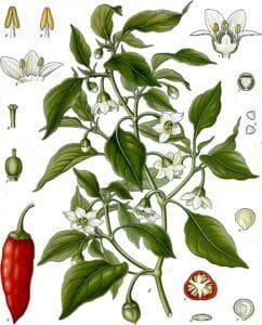 Piper cayenne- proprietăți, beneficii, utilizări 2 Capsicum_annuum Plantă- Piper Cayenne